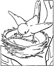 birds coloring pages