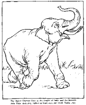 zoo coloring pages