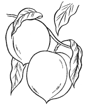 coloring page of food