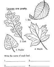tree and leaf coloring page