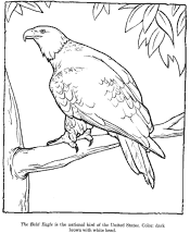 eagle coloring pages